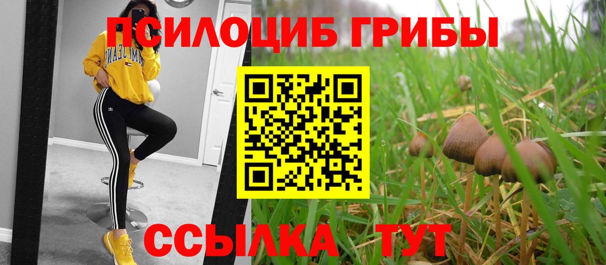 Галлюциногенные грибы Psilocybe Каменка